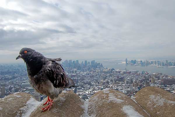 Close up of a pigeon with Manhattan skyline in backgorund